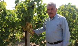 Tüccarın açıkladığı düşük fiyata tepki gösteren üzümcülerden TMO’ya alım çağrısı