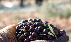 Zeytin üreticileri için yeni satış alanı oluşturuluyor