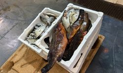 Buca Balık Hali’nde yasa dışı avcılık baskını: 45 kilo su ürününe el konuldu!