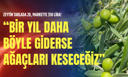 Zeytin tarlada 20, markette 350 lira!: Bir yıl daha böyle giderse ağaçları keseceğiz