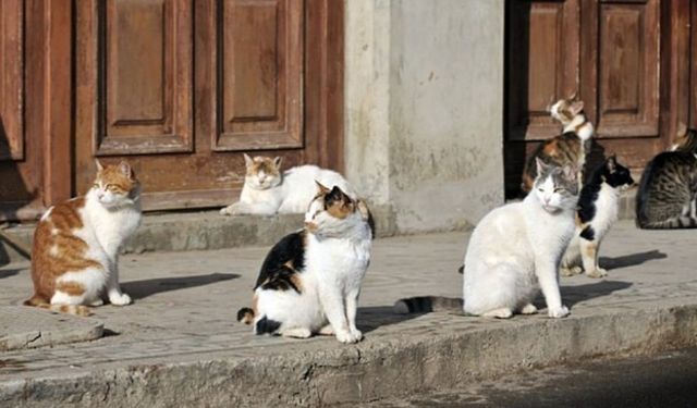 Vicdansızlığın böylesi! Buca'da 24 kedi işkenceyle öldürüldü