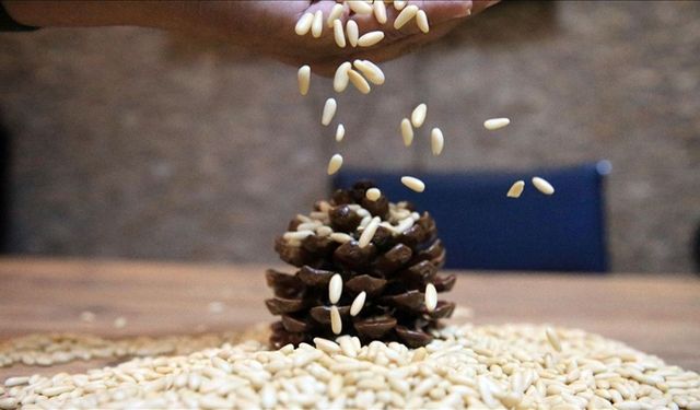 Değeri altınla yarışıyor: Fıstık gibi ihracat
