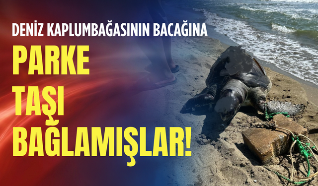Deniz kaplumbağasının bacağına parke taşı bağlamışlar!