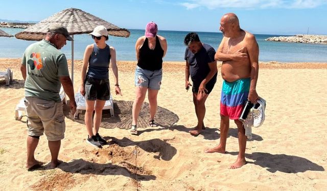 İzmir’de deniz kaplumbağası heyecanı: Yuvalama alanları genişliyor