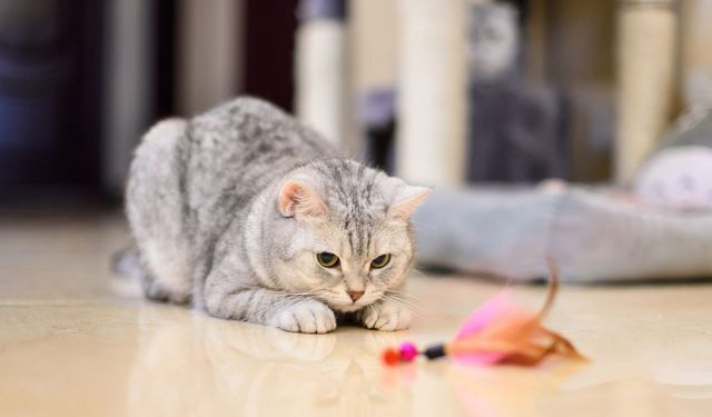 Kedi ve köpekle vakit geçirmek stresi azaltmıyor mu? İşte kedilerle ilgili şoke eden detay