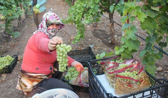 Bağlarda serbest piyasa kontrolden çıktı: Üreticiden 'Fahiş işçilik' isyanı