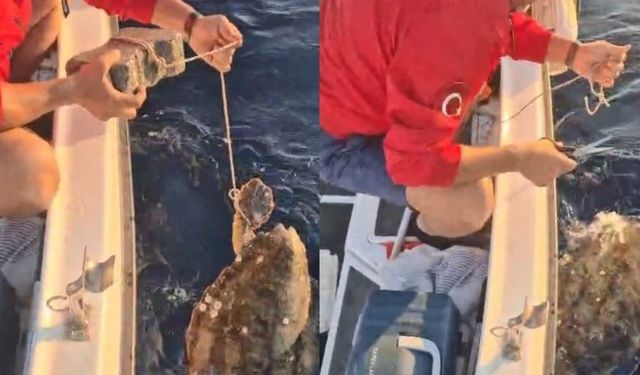 Caretta Caretta’ya vicdanları sızlatan tuzak! Ayağına kaldırım taşı bağlayıp denize attılar