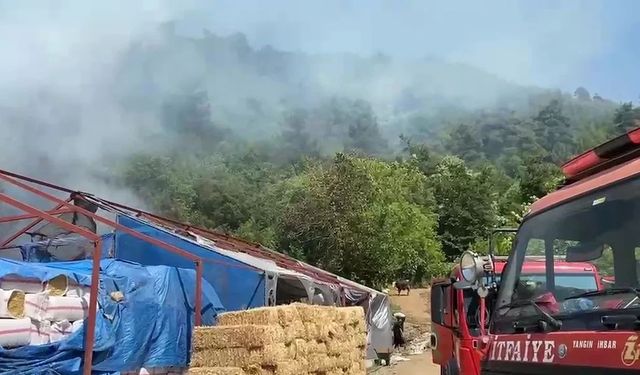 Dekarlarca alan kül oldu: Orman yangınının izleri yürek sızlattı