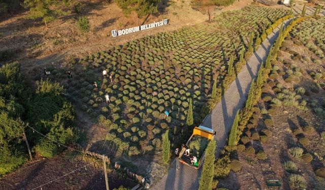 Bodrum Belediyesi Tarım Kampı'nın ikinci dönemi tamamlandı