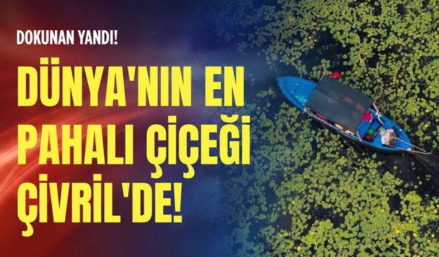Dünya'nın en pahalı çiçeği Çivril'de! Dokunan yandı!