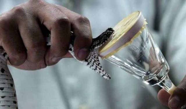 Panzehir nedir, nasıl üretilir ve vücutta nasıl çalışır?