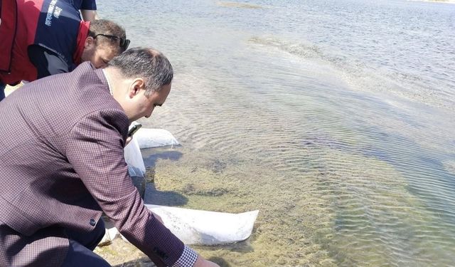 Kureyşler Göleti'ne 100 binden fazla Sazan yavrusu bırakıldı