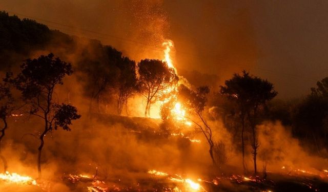 Orman yangınlarında alarm veren tablo: Müstakil orman bakanlığı artık bir zorunluluk