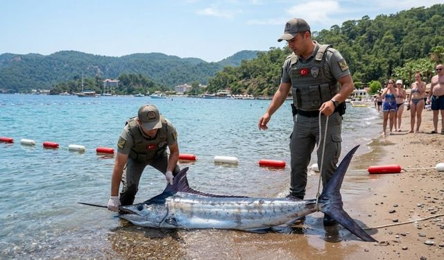 Marmaris’te skandal görüntü: Kılıç balığını kuyruğundan çekip karaya çıkardı!