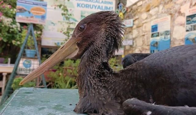 Latmos’un siyah meleğine vicdan eli: Esma Teyze yaralı leyleğe yuva oldu