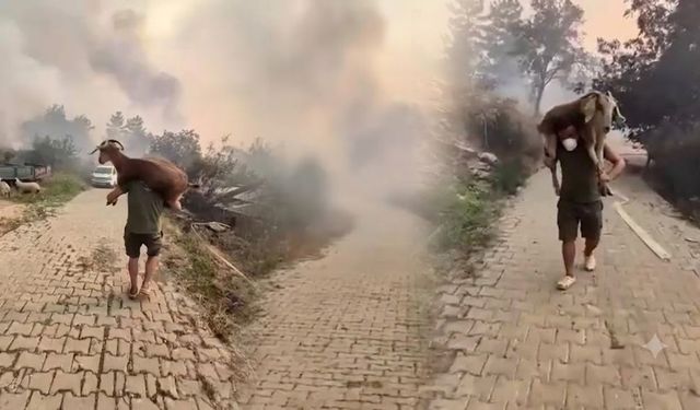 Alevlerin arasında can pazarı: Keçisini sırtında taşıyarak yangından kaçırdı