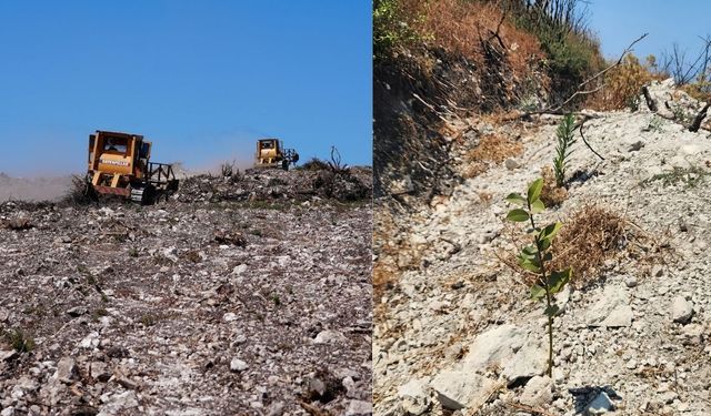 Aliağa ve Foça'da küllerinden doğan ormana 1 milyon fidan
