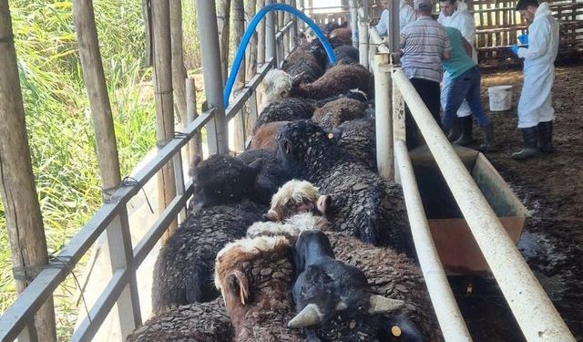 Kütahya Simav'a Uruguay'dan ithal besi sığırı sevk edildi