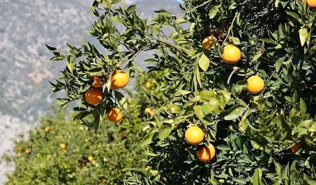 Ege tarımında 'Kara Yıl' bitti: Turunçgilde rekolte sevinci