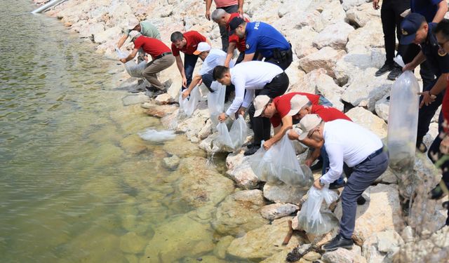 Çameli göletlerine 100 bin yavru sazan bırakıldı