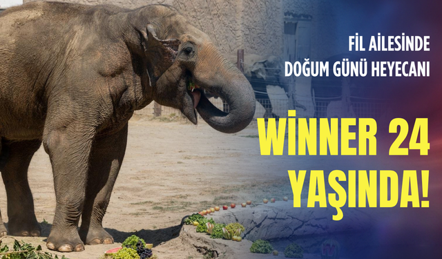 İzmir’in 6 tonluk sakini Winner 24 yaşında