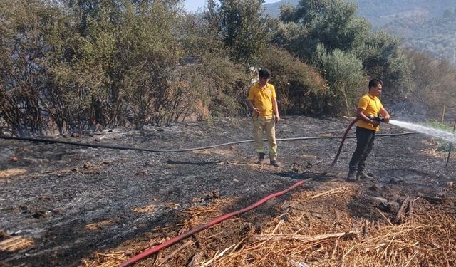 Muğla Milas'taki yangın kontrol altına alındı