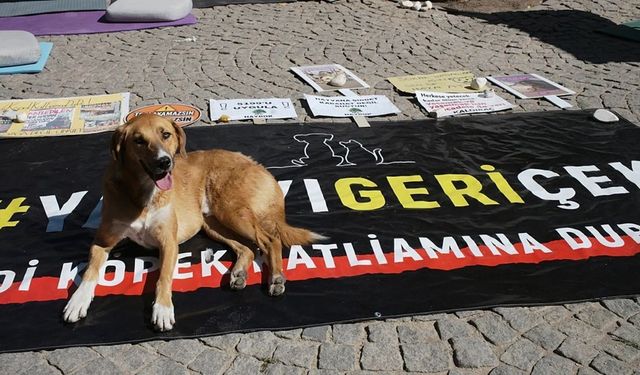 ‘Yasa’ çıktı, nefret tırmandı: İzmir’de köpeklere av tüfeğiyle saldırı!