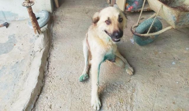 Vicdanlar bir kez daha yaralandı! Saldırıya uğrayan köpek sakat kaldı