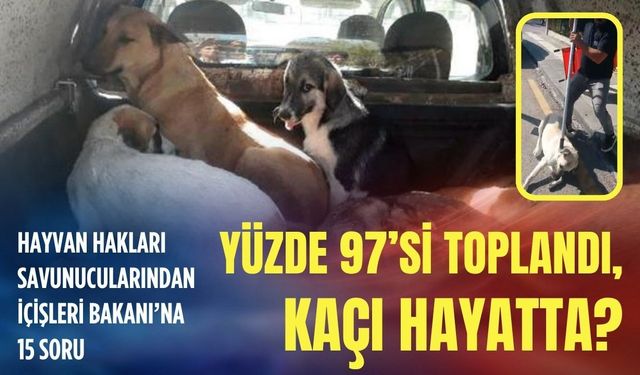 Hayvan hakları savunucularından İçişleri Bakanı’na 15 soru: Yüzde 97’si toplandı, peki kaçı hayatta?