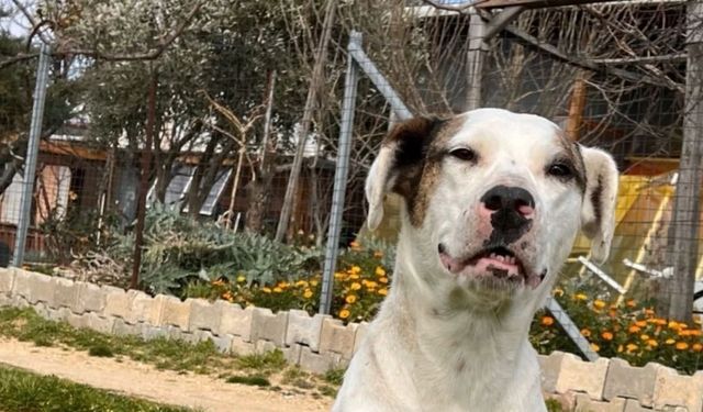 Masum bir can daha hayattan koparıldı! Mahallenin neşesi Sütlaç için adalet çığlığı