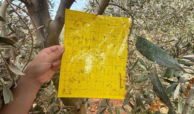 Zeytinde kaliteyi arttıracak çalışmalar sürüyor