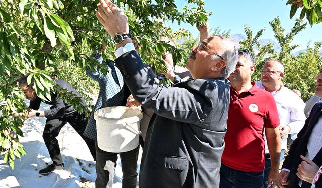Acıpayam’da badem hasadı başladı