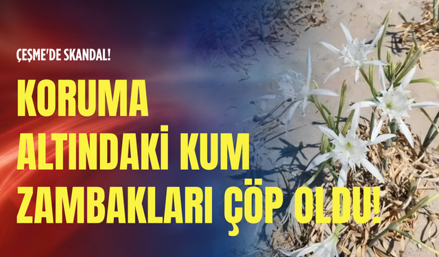 Çeşme'de skandal: Koruma altındaki kum zambakları çöp oldu!