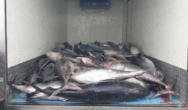İzmir'de kaçak avlanan 3 ton orkinos yakalandı