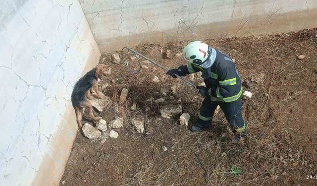 Kuru havuzda mahsur kalan köpek kurtarıldı