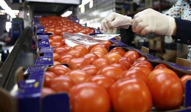 Rusya’ya domates ihracatında kota şoku: Rusya’dan domateste ‘örtülü kısıtlama’ oyunu