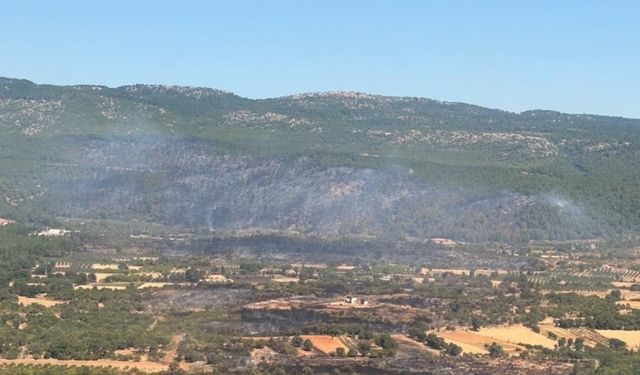 Denizli-Muğla yolu trafiğe kapatılmıştı! Muğla'daki orman yangında son durum