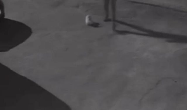 İzmir’de insanlık ayıbı: Masum köpeğe tekme atıp sürükledi