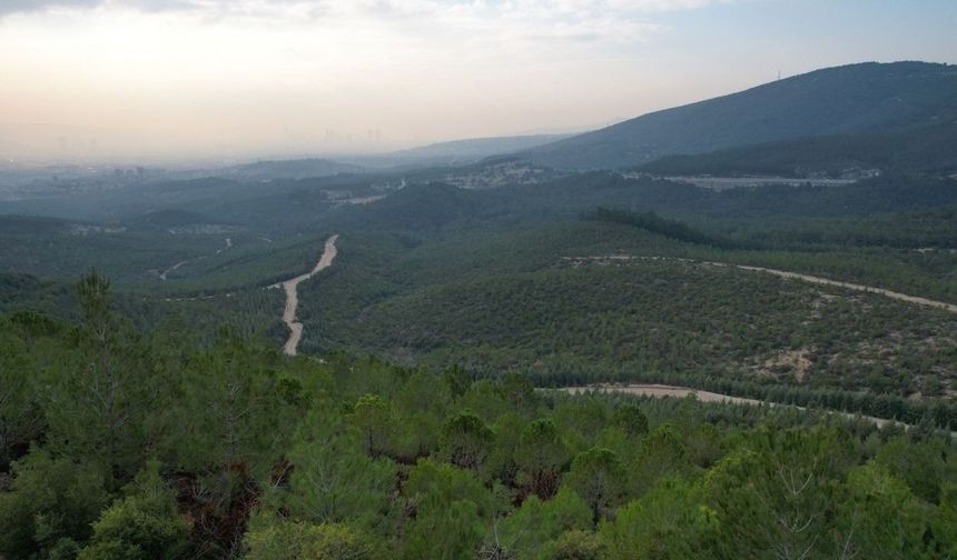 İzmir'de ormanlara girişler bugünden itibaren tamamen yasaklandı