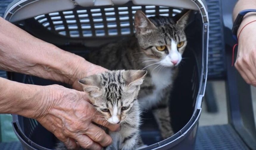 6 milyonda 1 görülen mucize! Erkek sandıkları kedi doğum yaptı