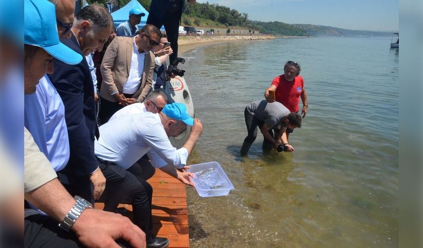 OYAK Çimento’dan Darıca Sahili’ne 6 bin yavru balık