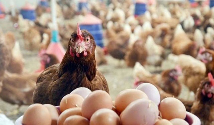 Suriye'den Türk kanatlı sektörüne ithalat freni