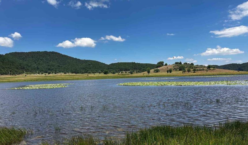 Yayla gölünde açan Nilüferler güzellik katıyor