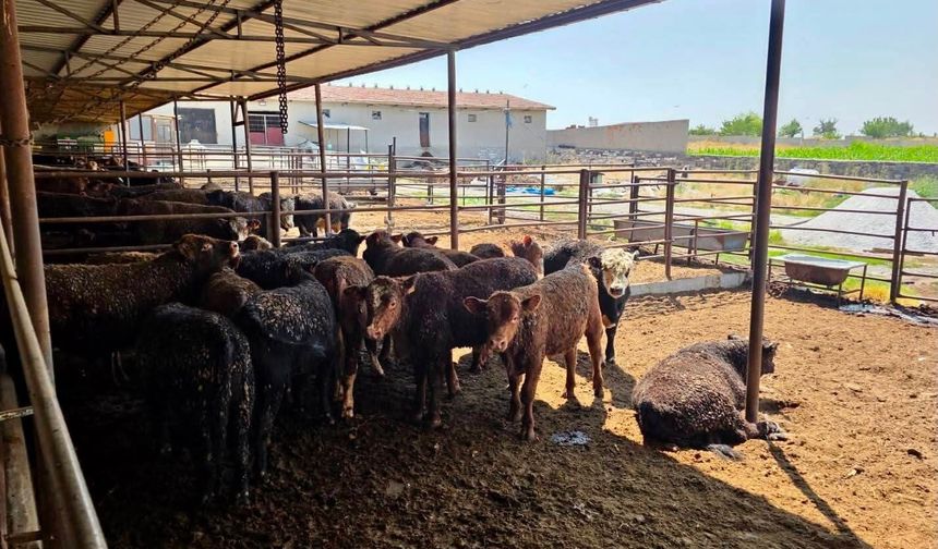 Afyonkarahisar'da hayvansal üretim için ekipler sahaya indi