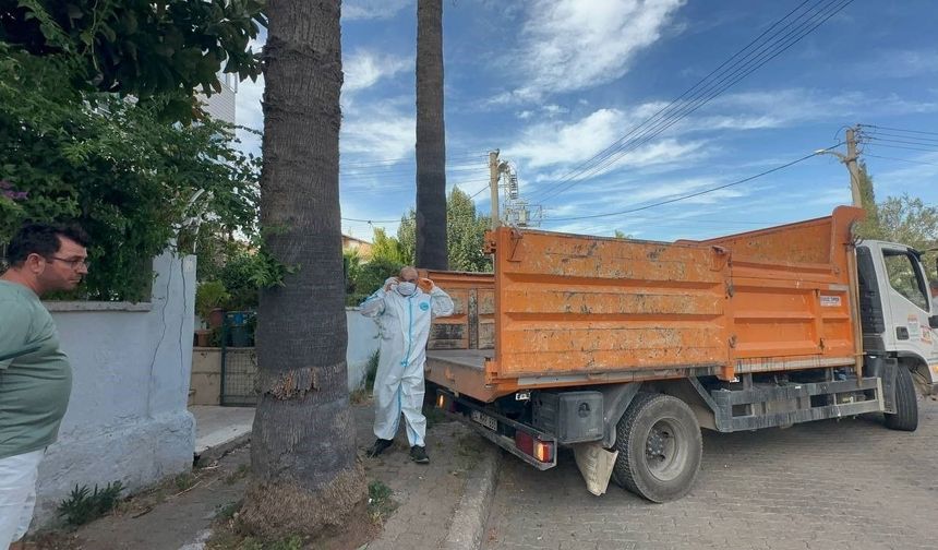 Marmaris'te çöp ev şoku: Bir kamyon çöp ve 30'a yakın K-kedi çıktı