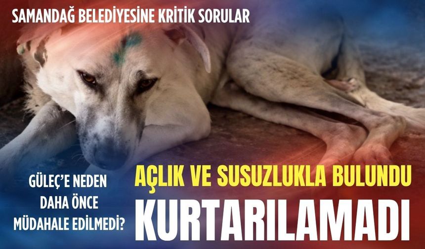 Açlık ve susuzlukla bulundu, kurtarılamadı! Güleç’e neden daha önce müdahale edilmedi?