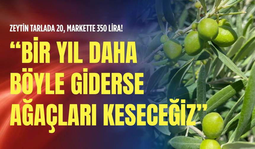 Zeytin tarlada 20, markette 350 lira!: Bir yıl daha böyle giderse ağaçları keseceğiz