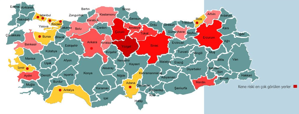 Kene Riskinin En Yüksek Olduğu 5 Il Açıklandı! 4
