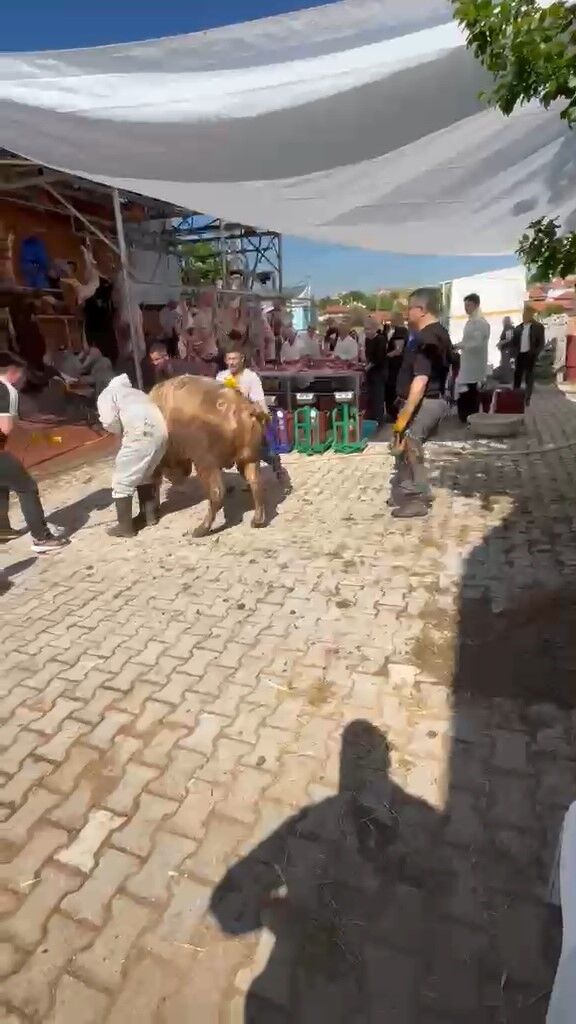 Kütahya'da Kurbanlık Tosun Olay Çıkardı! (1)
