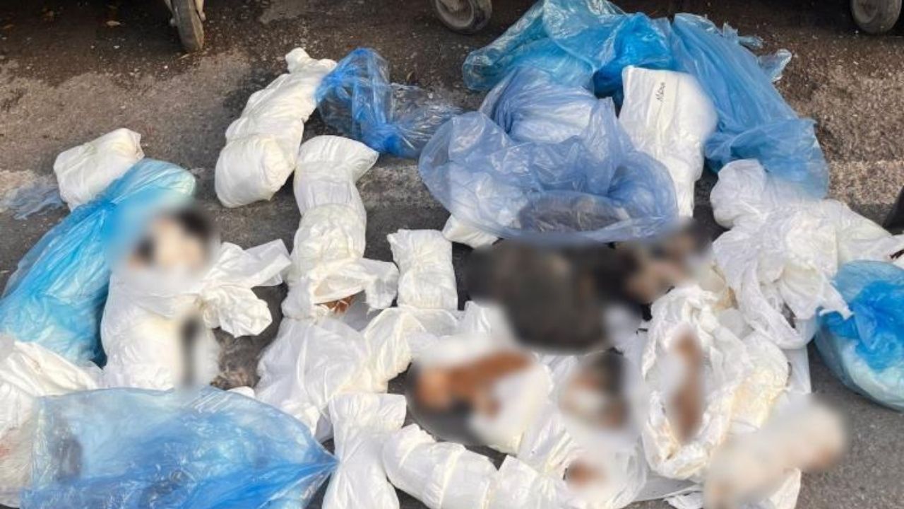 Vicdansızlığın böylesi! Buca'da 24 kedi işkenceyle öldürüldü